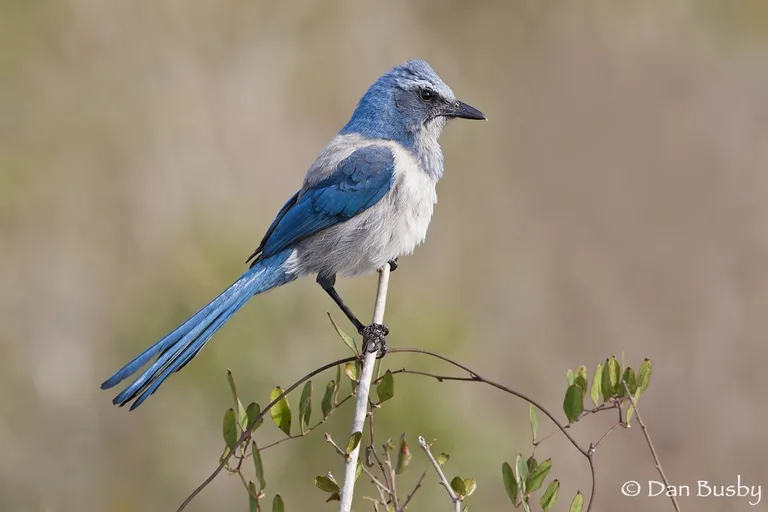 Florida Scrub Jay