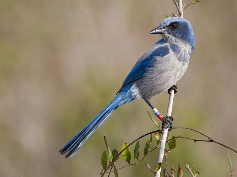 Florida Scrub Jay