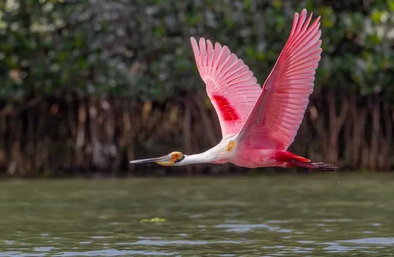 Roseate Spoonbill