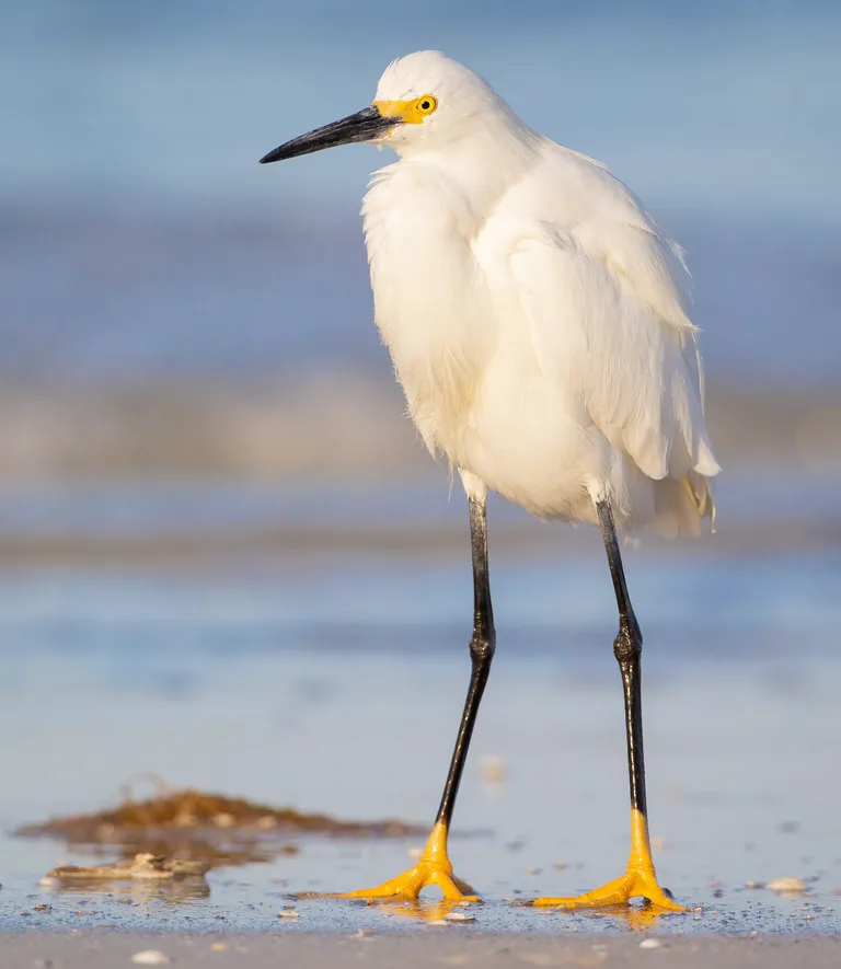 Snowy Egret