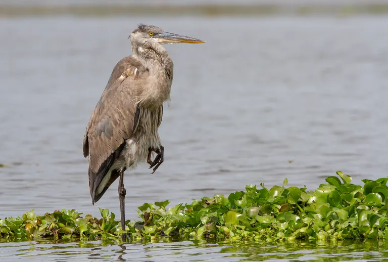 Great Blue Heron, juvenile