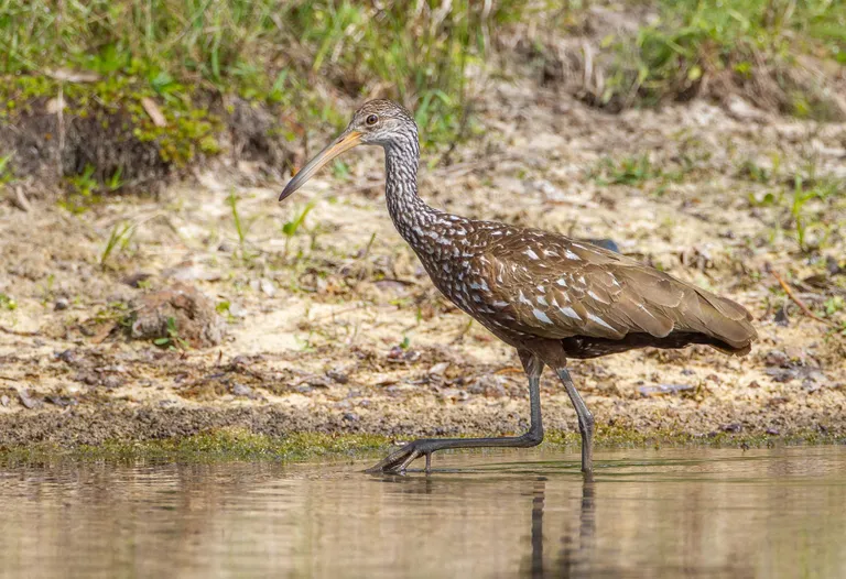 Limpkin