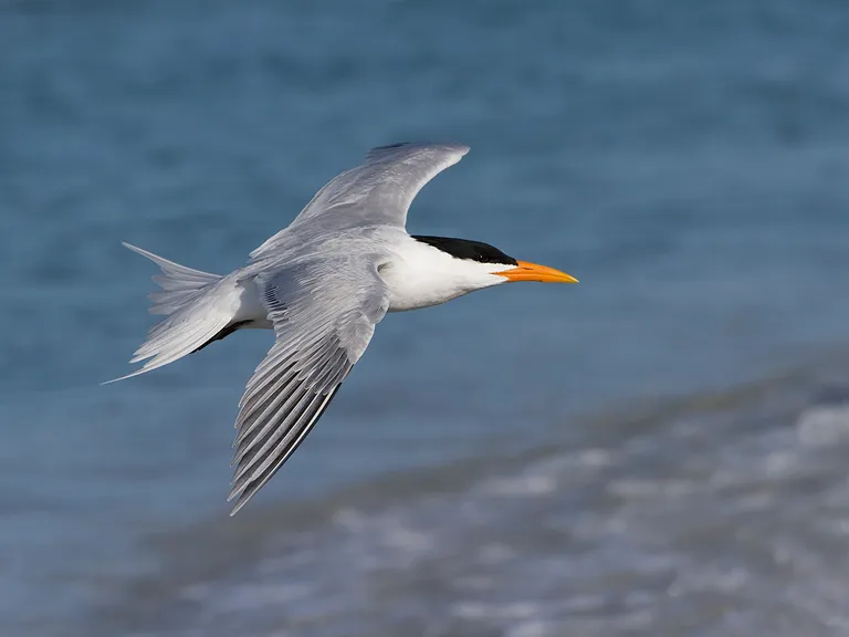 Royal Tern