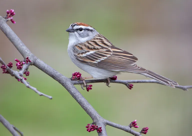 Chipping Sparrow