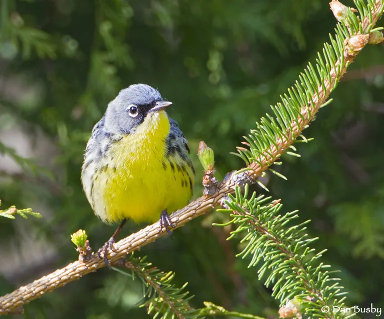 Kirtland's Warbler, male
