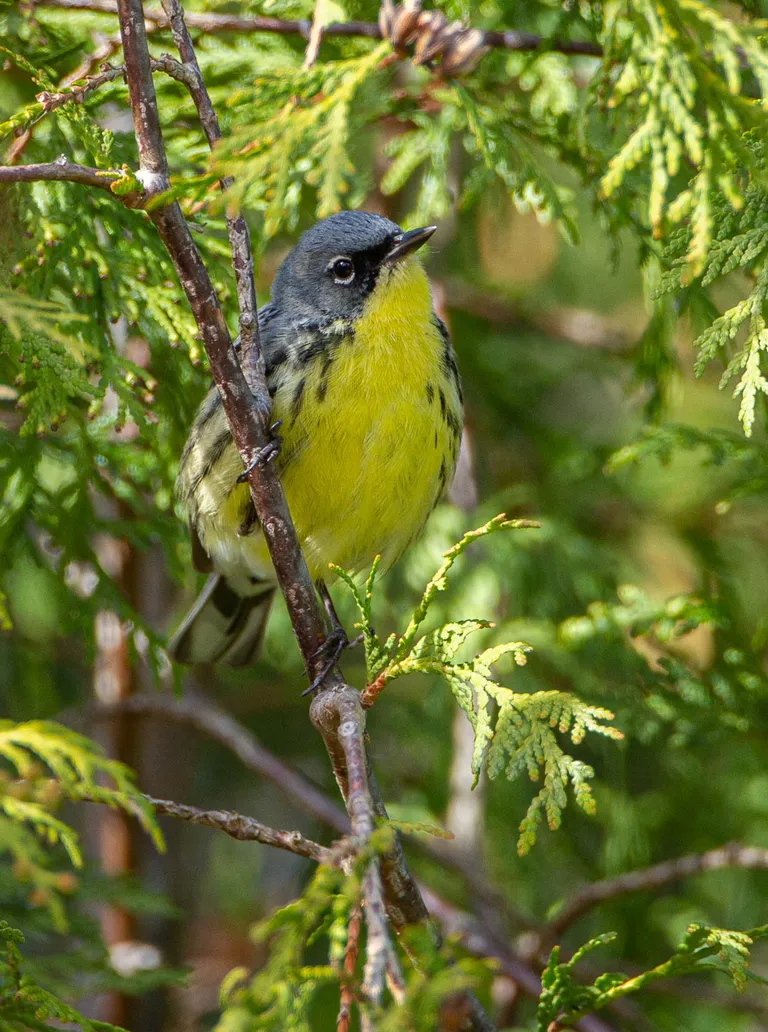 Kirtland's Warbler, male