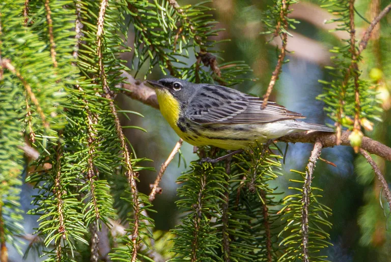 Kirtland's Warbler, male