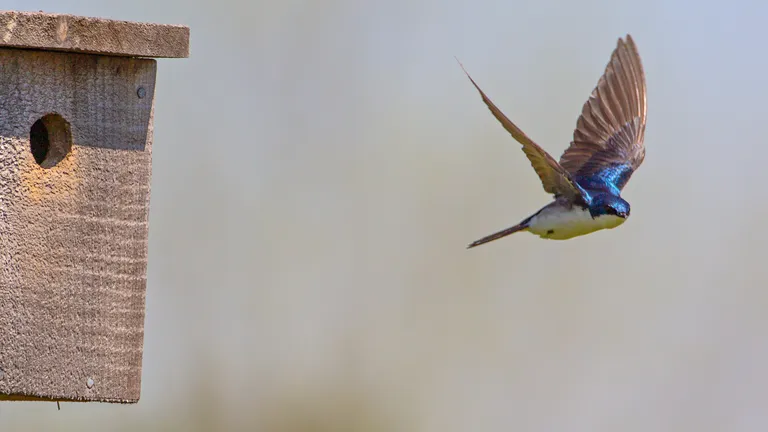 Tree Swallow