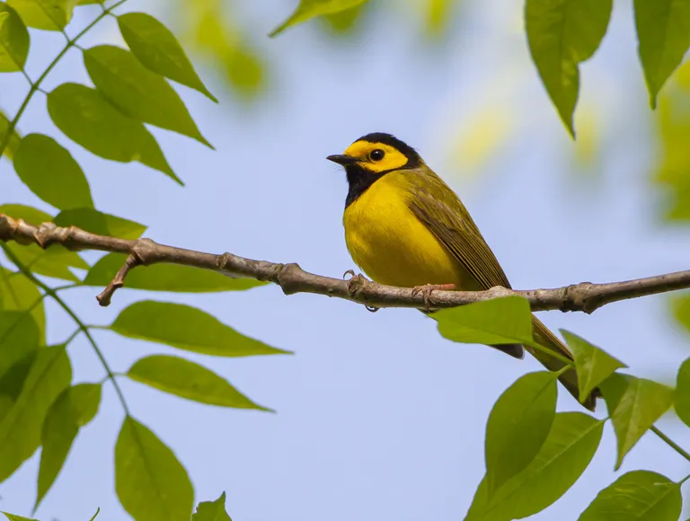 Hooded Warbler, male