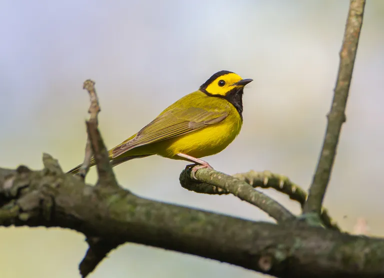 Hooded Warbler, male