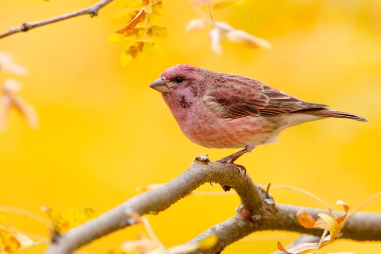 Purple Finch (male)