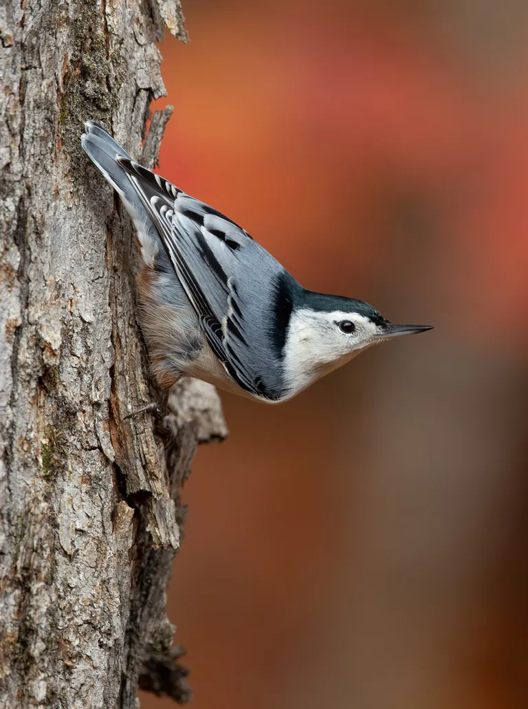 White-breasted Nuthatch