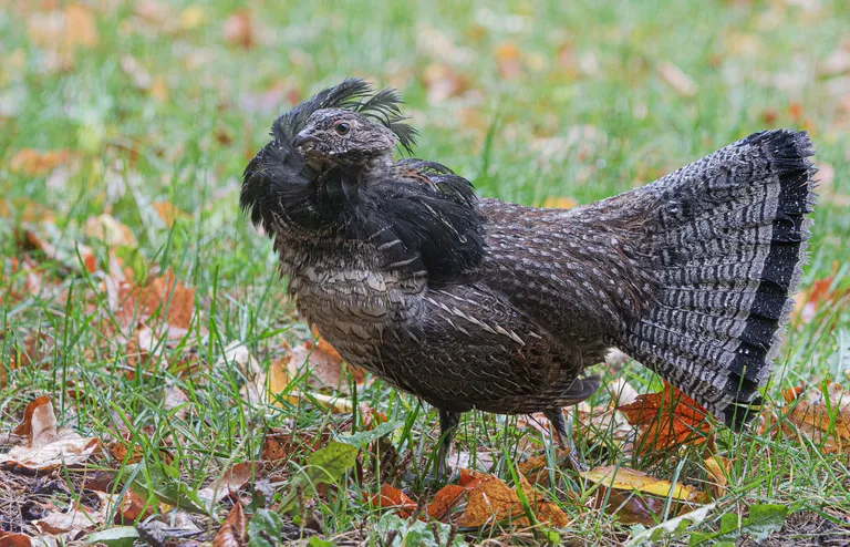 Ruffed Grouse