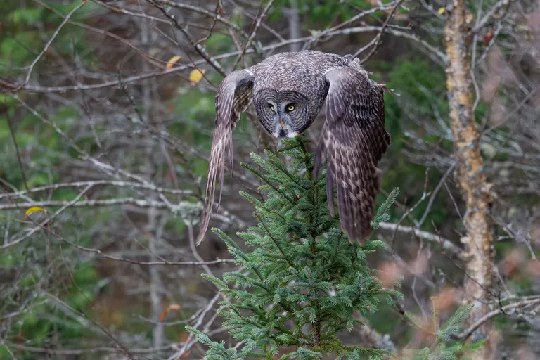 Great Grey Owl