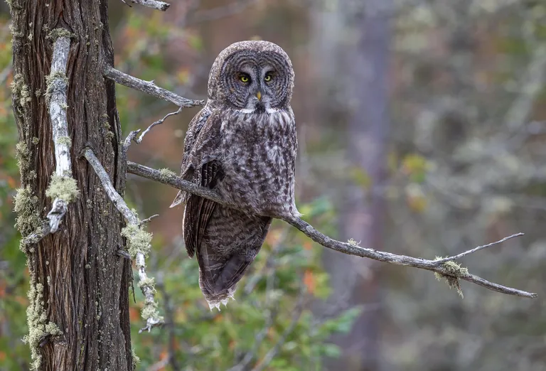Great Grey Owl