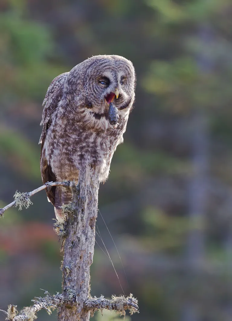 Great Gray Owl