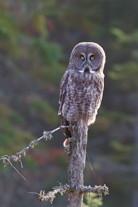 Great Grey Owl