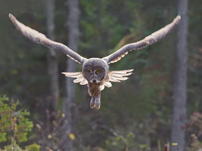 Great Gray Owl