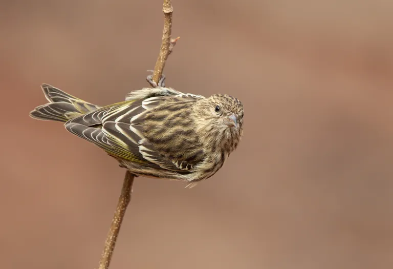 Pine Siskin