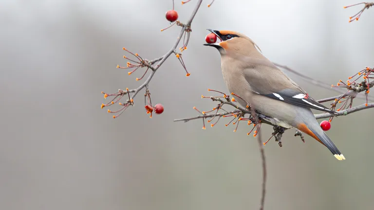 Bohemian Waxwing
