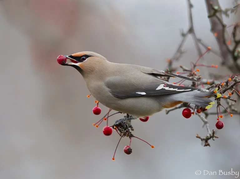 Bohemian Waxwing