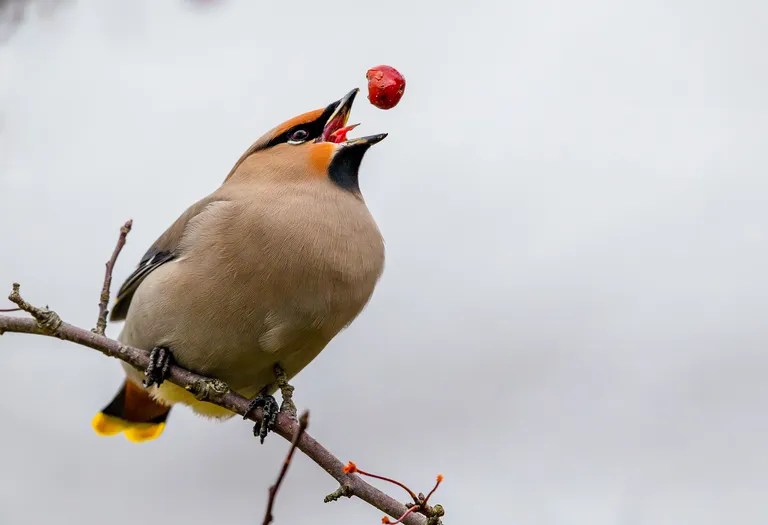 Bohemian waxwing