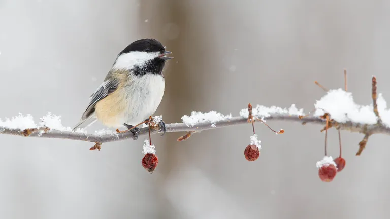Black-capped Chickadee