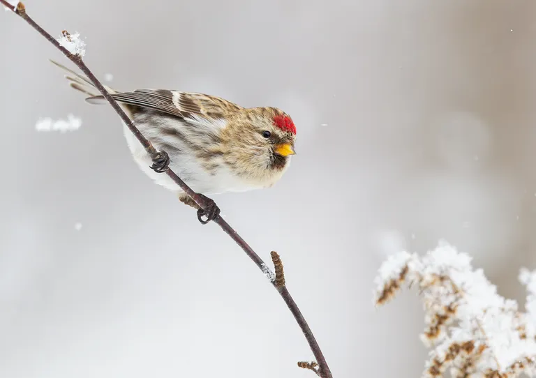 Common Redpoll, female