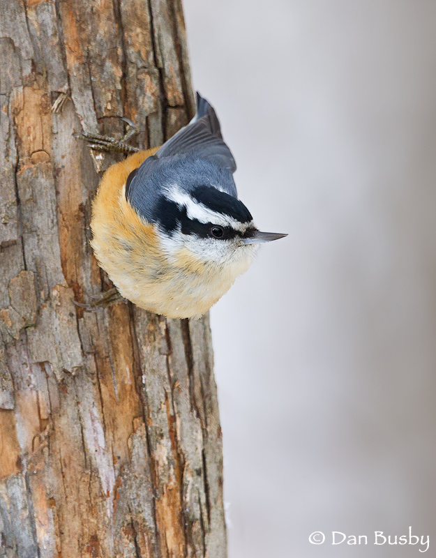 Red-breasted Nuthatch
