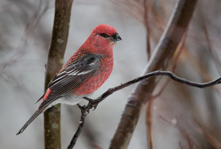 Pine Grosbeak