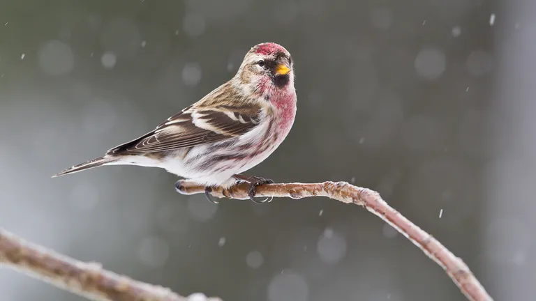 Common Redpoll, male