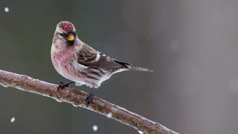 Common Redpoll, male