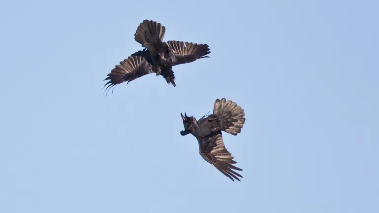 Common Raven