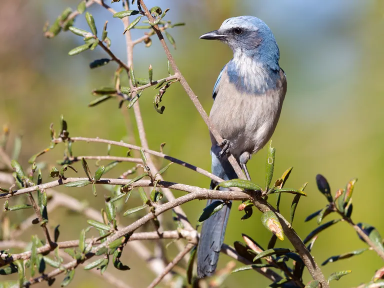 Florida Scrub Jay