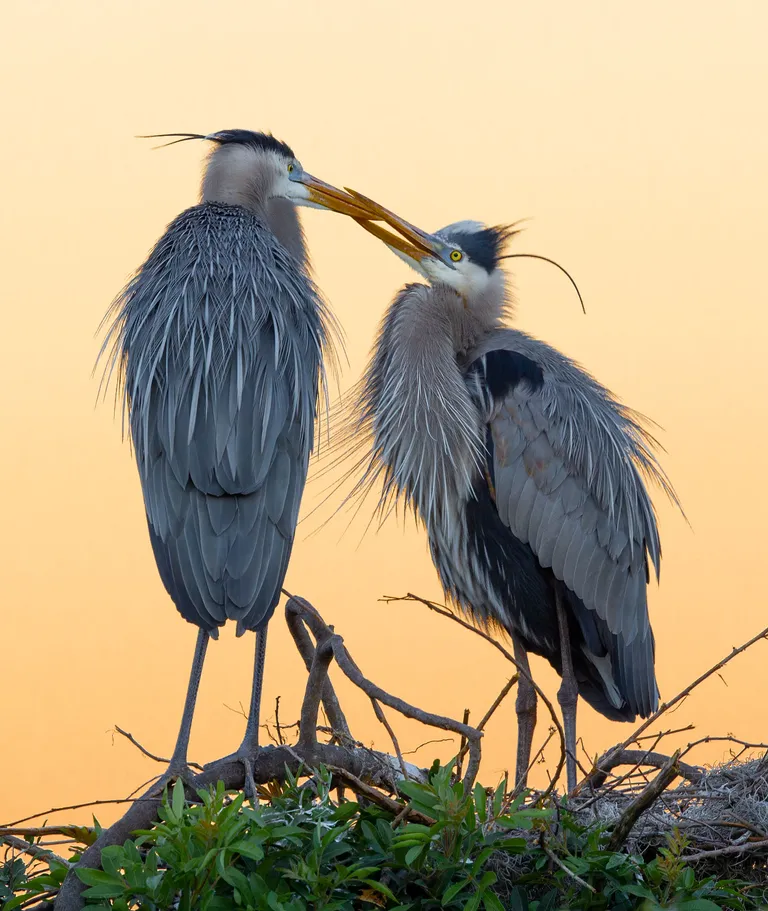 Great Blue Heron