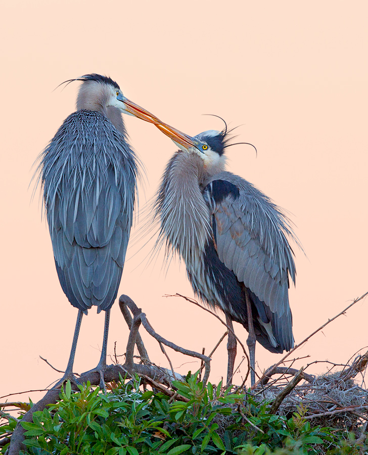 Great Blue Heron