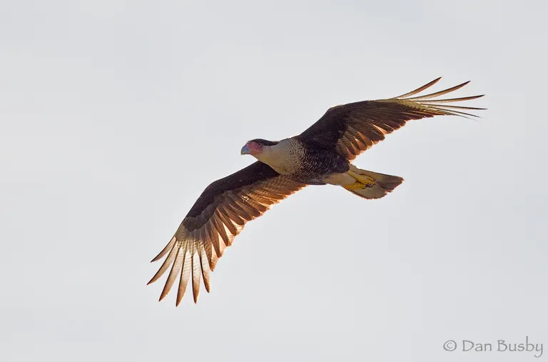Crested Caracara
