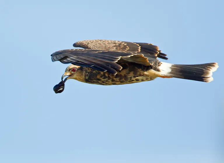 Snail Kite