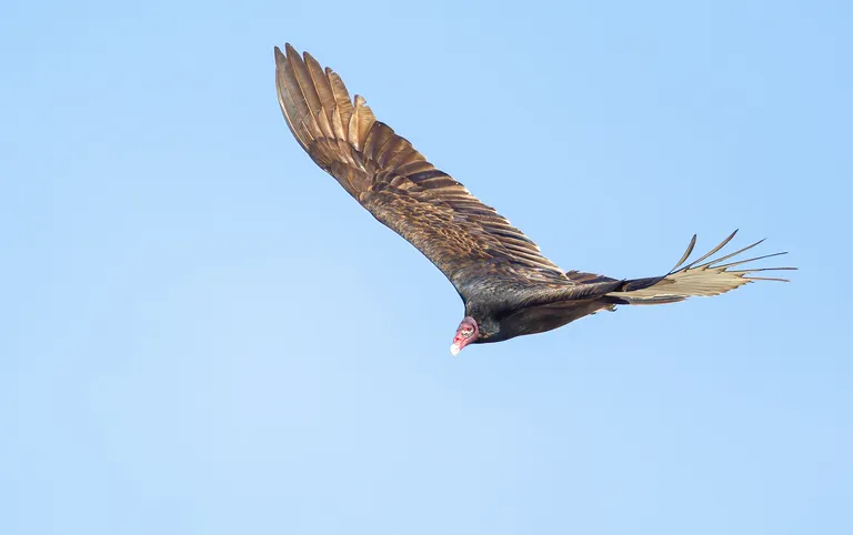 Turkey Vulture