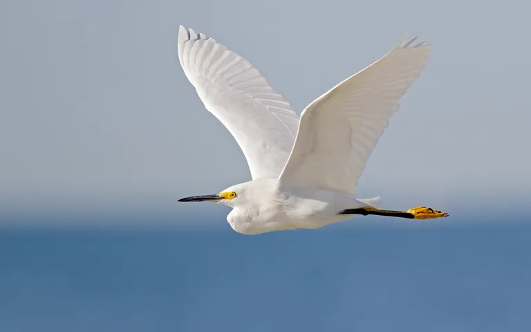 Snowy Egret