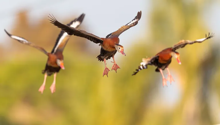 Black-bellied Whistling Duck