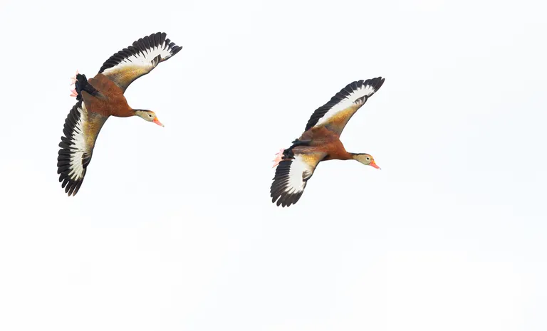 Black-bellied Whistling Duck