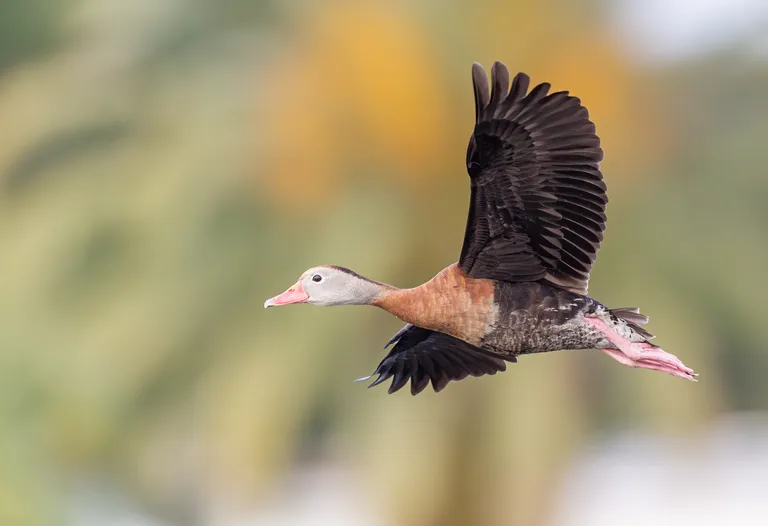 Black-bellied Whistling Duck
