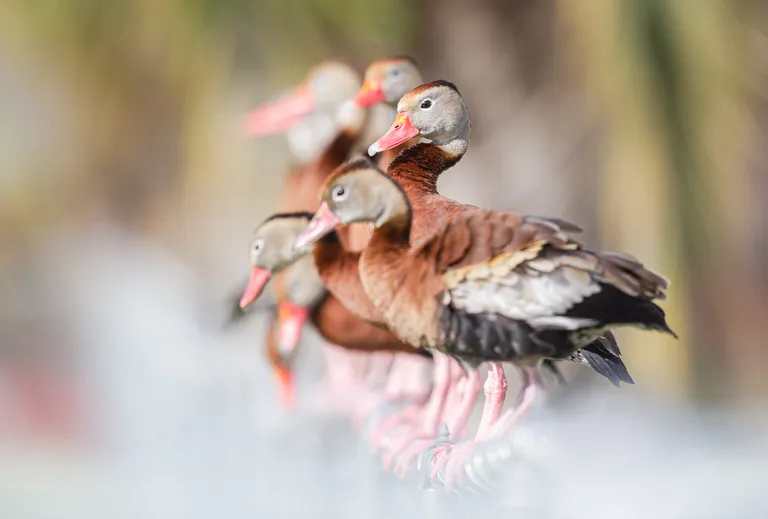 Black-bellied Whistling Duck