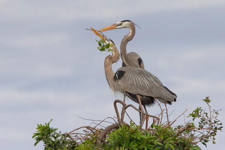 Great Blue Heron