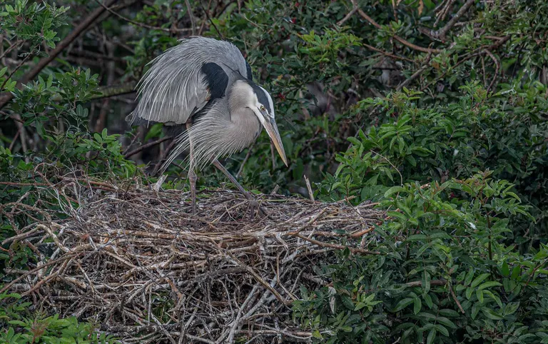 Great Blue Heron