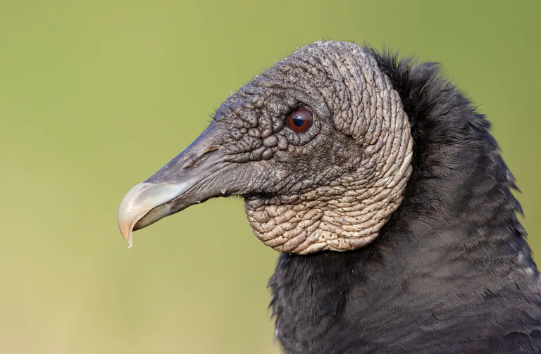 Black Vulture