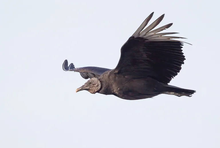 Black Vulture