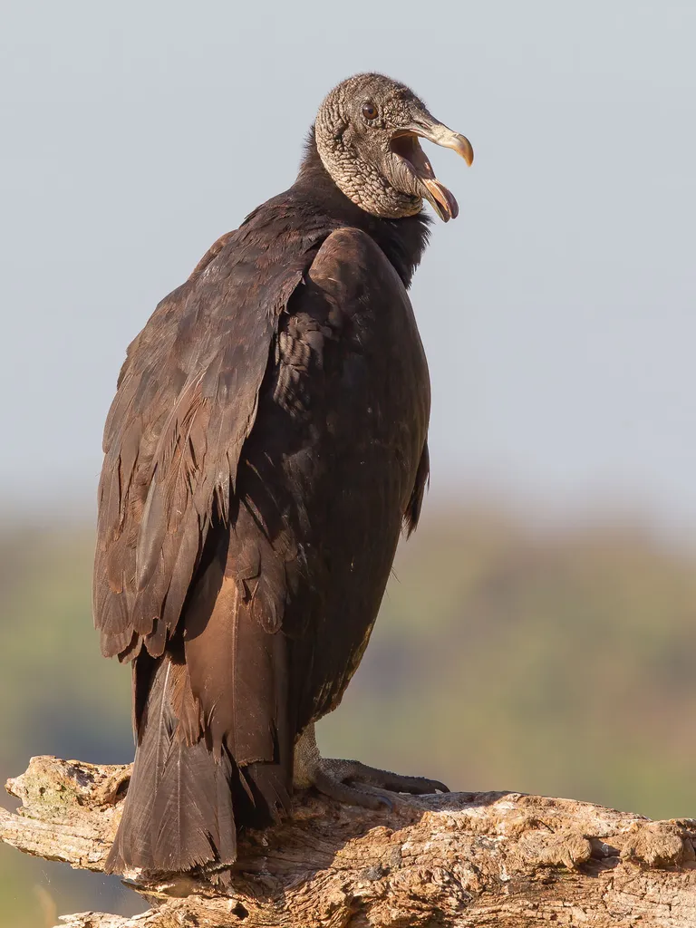 Black Vulture