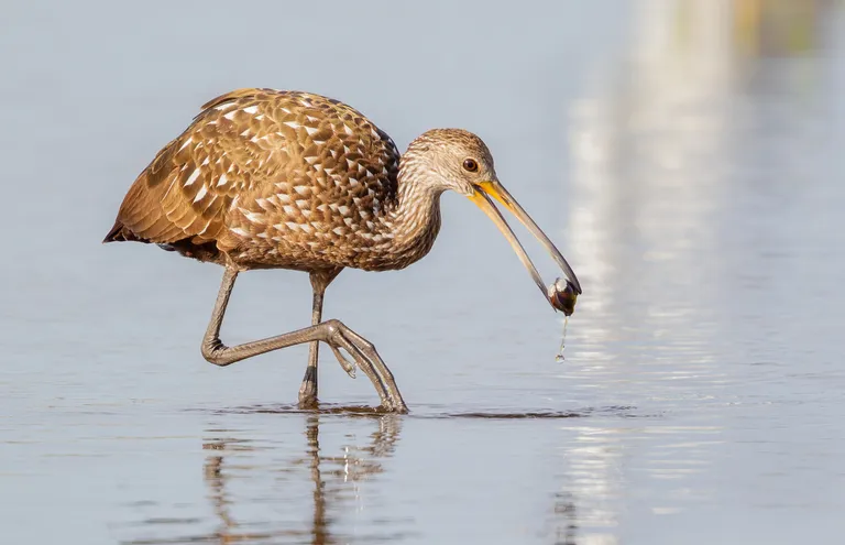 Limpkin